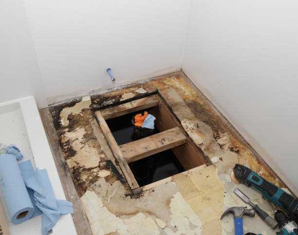 Best Health and Safety Mold Remediation in Cedar Springs, MI